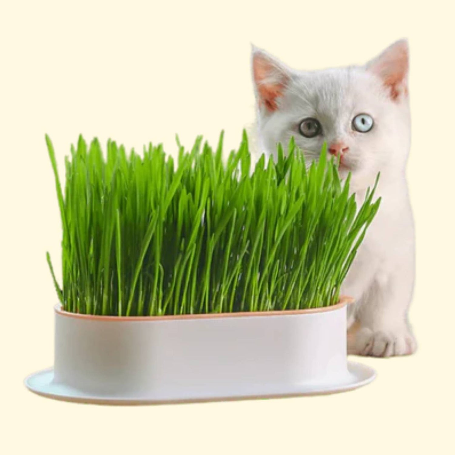 CAT GRASS